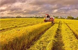 Tìm đường nâng cao đời sống nông dân - Bài cuối: Gắn nông dân vào chuỗi sản xuất hàng hóa lớn